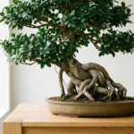 Chinese Ficus: A Complete Guide to Growing and Caring for This Beautiful Bonsai Tree